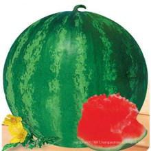 HW09 Daceng big round blight green F1 hybrid seedless watermelon seeds for planting